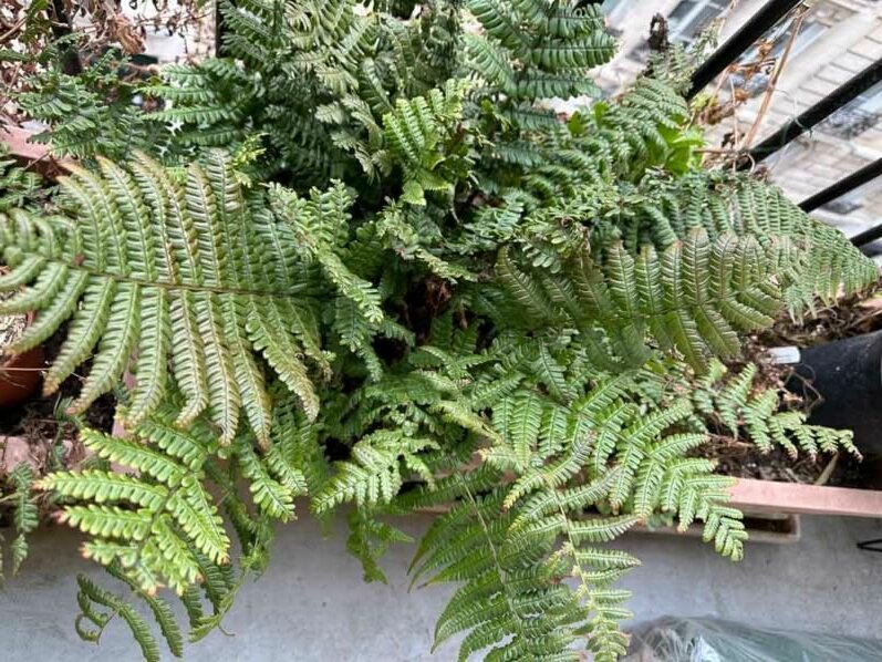 Dryopteris wallichiana ‘Jurassic Gold’ en hiver sur mon balcon, Paris 19e (75)