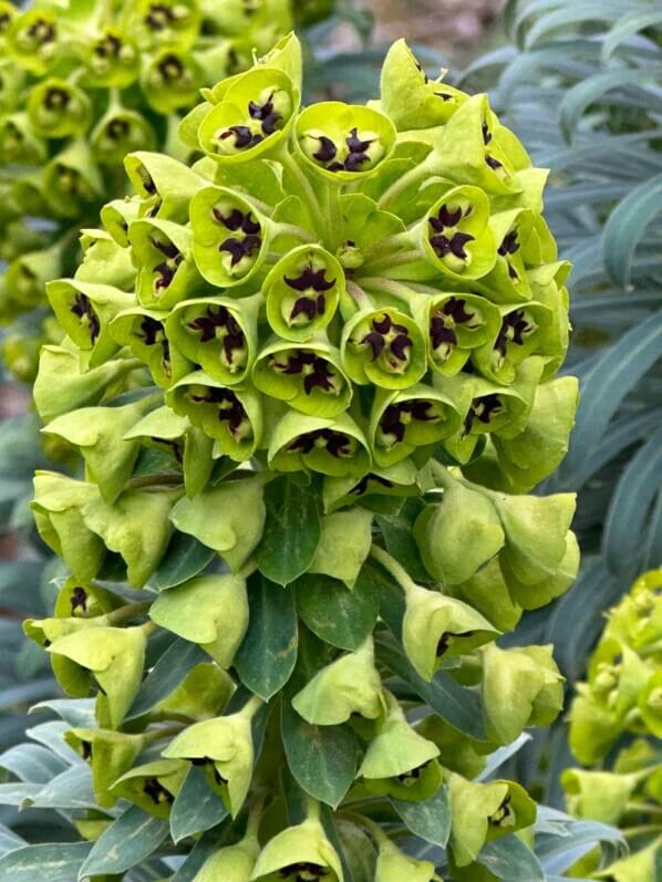 Euphorbia characias var.wulfenii, Euphorbiacées, fleurs, floraison, floraison hivernale, en fin d'hiver dans le Parc floral, Paris 12e (75)