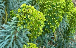 Euphorbia characias var.wulfenii, Euphorbiacées, fleurs, floraison, floraison hivernale, en fin d'hiver dans le Parc floral, Paris 12e (75)