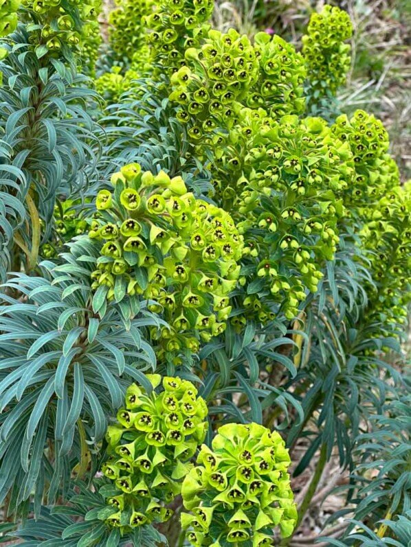 Euphorbia characias var.wulfenii, Euphorbiacées, fleurs, floraison, floraison hivernale, en fin d'hiver dans le Parc floral, Paris 12e (75)