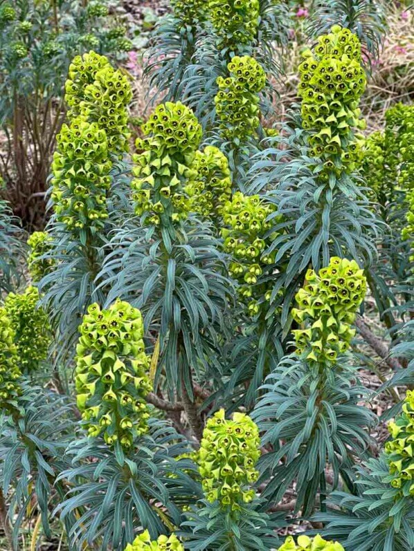 Euphorbia characias var.wulfenii, Euphorbiacées, fleurs, floraison, floraison hivernale, en fin d'hiver dans le Parc floral, Paris 12e (75)