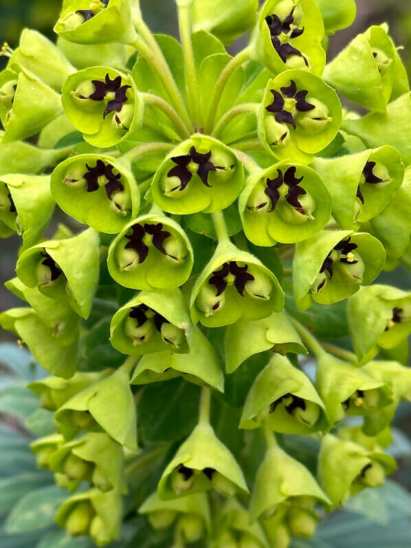 Euphorbia characias var.wulfenii, Euphorbiacées, fleurs, floraison, floraison hivernale, en fin d'hiver dans le Parc floral, Paris 12e (75)