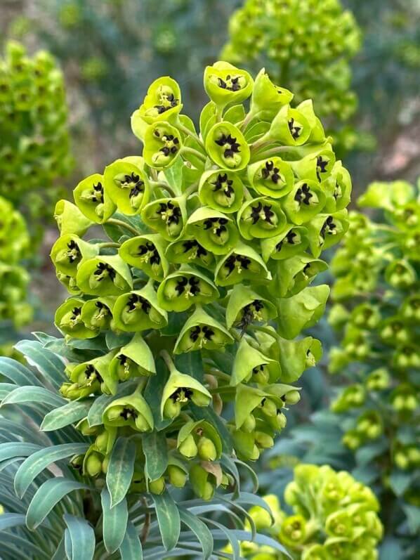 Euphorbia characias var.wulfenii, Euphorbiacées, fleurs, floraison, floraison hivernale, en fin d'hiver dans le Parc floral, Paris 12e (75)