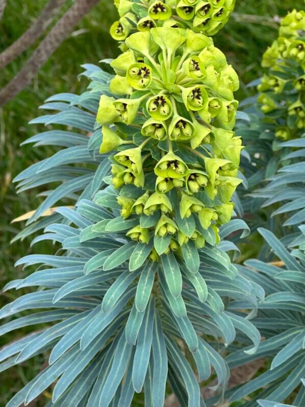 Euphorbia characias var.wulfenii, Euphorbiacées, fleurs, floraison, floraison hivernale, en fin d'hiver dans le Parc floral, Paris 12e (75)