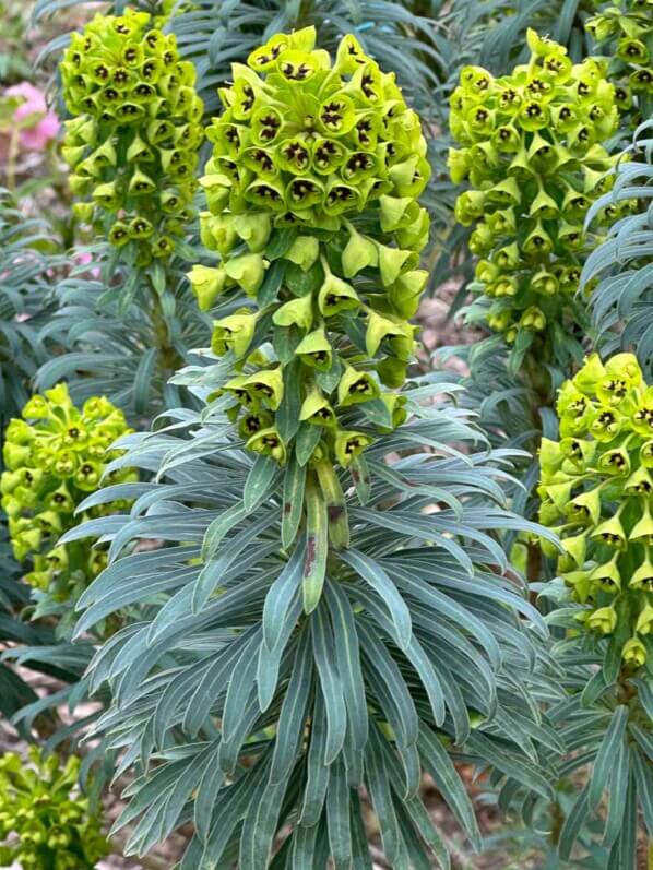 Euphorbia characias var.wulfenii, Euphorbiacées, fleurs, floraison, floraison hivernale, en fin d'hiver dans le Parc floral, Paris 12e (75)