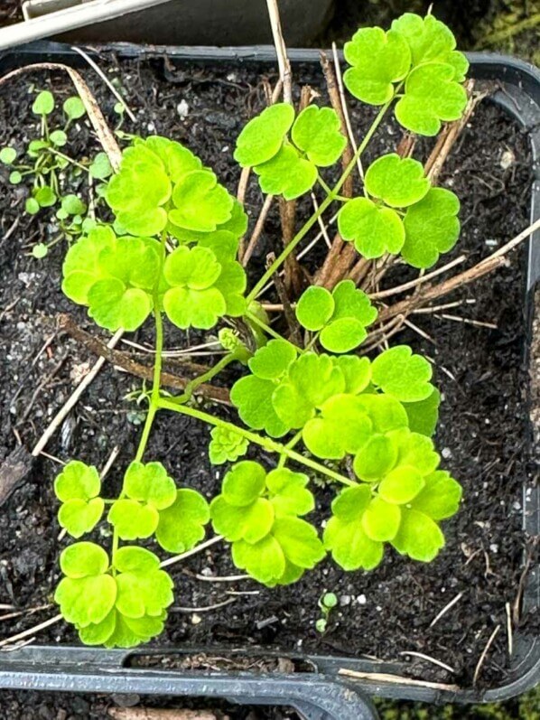 Pigamon, Thalictrum 'Splendide White', au début du printemps sur mon balcon parisien, Paris 19e (75)