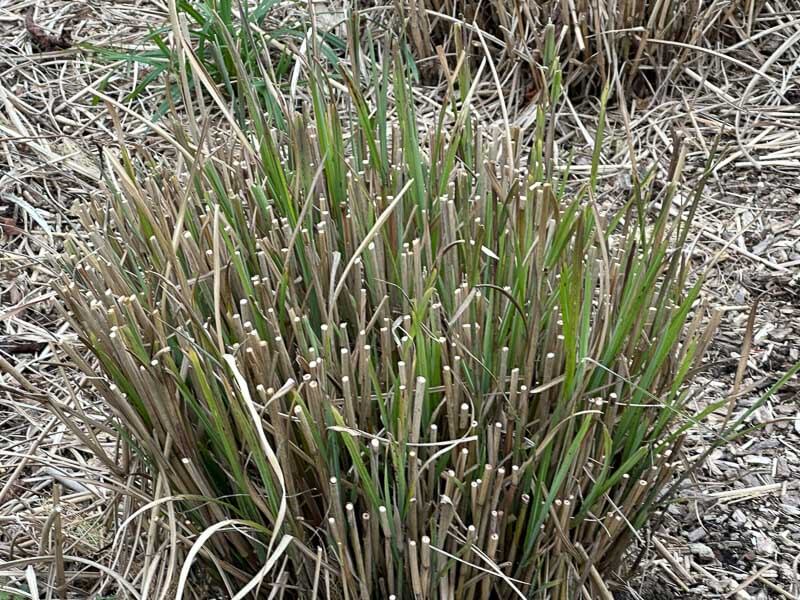 Touffe de graminée taillée en fin d'hiver dans le Parc floral, Paris 12e (75)