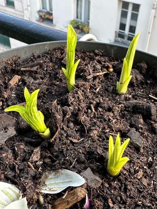 Jeunes pousses de l'hosta 'Siberian Tiger' au début du printemps sur mon balcon parisien, Paris 19e (75)