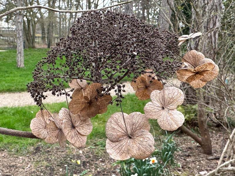 Hydrangea strigosa en fin d'hiver dans le Parc floral, Paris 12e (75)