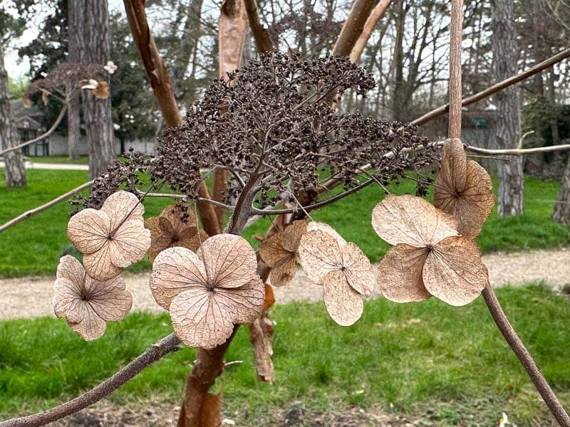 Hydrangea strigosa en fin d'hiver dans le Parc floral, Paris 12e (75)