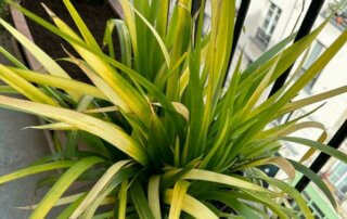 Iris foetidissima 'Paul's Gold' en fin d'hiver sur mon balcon parisien, Paris 19e (75)