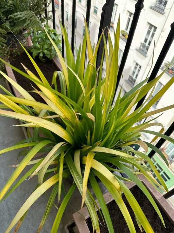 Iris foetidissima 'Paul's Gold' en fin d'hiver sur mon balcon parisien, Paris 19e (75)