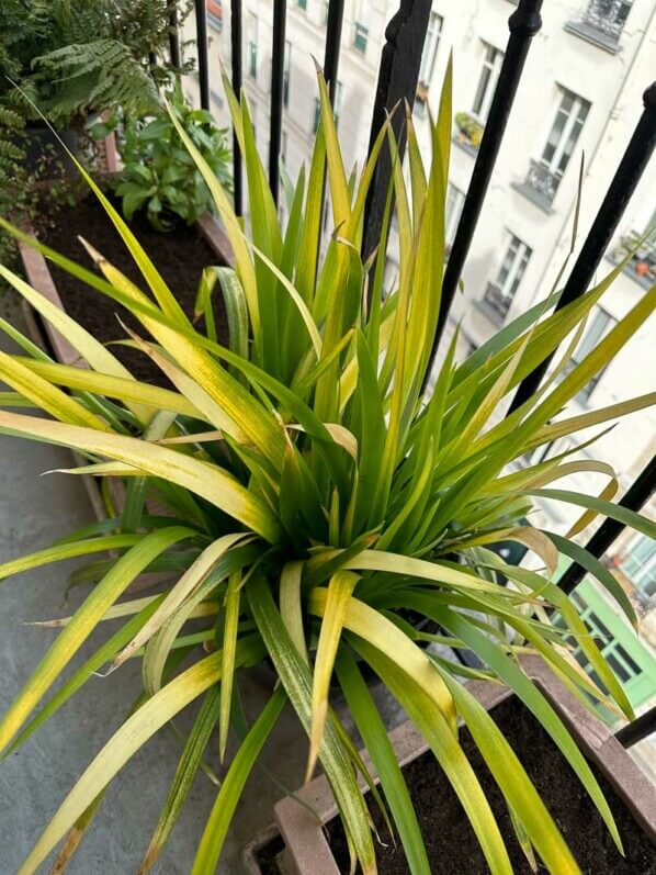 Lire la suite à propos de l’article Iris foetidissima ‘Paul’s Gold’, année après année, toujours aussi beau !