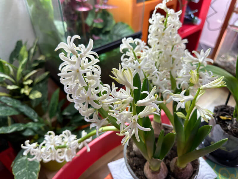 Jacinthes forcées, plante d'intérieur, Paris 19e (75)