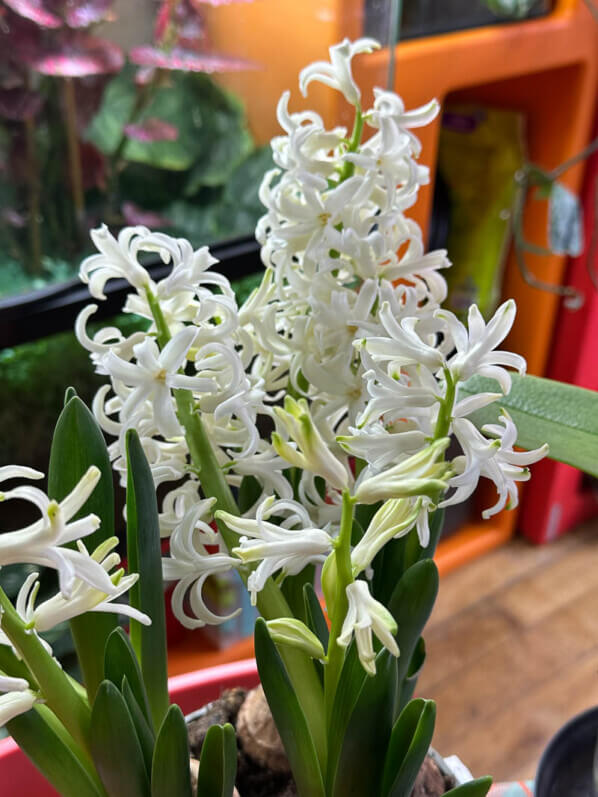 Jacinthes forcées, plante d'intérieur, Paris 19e (75)