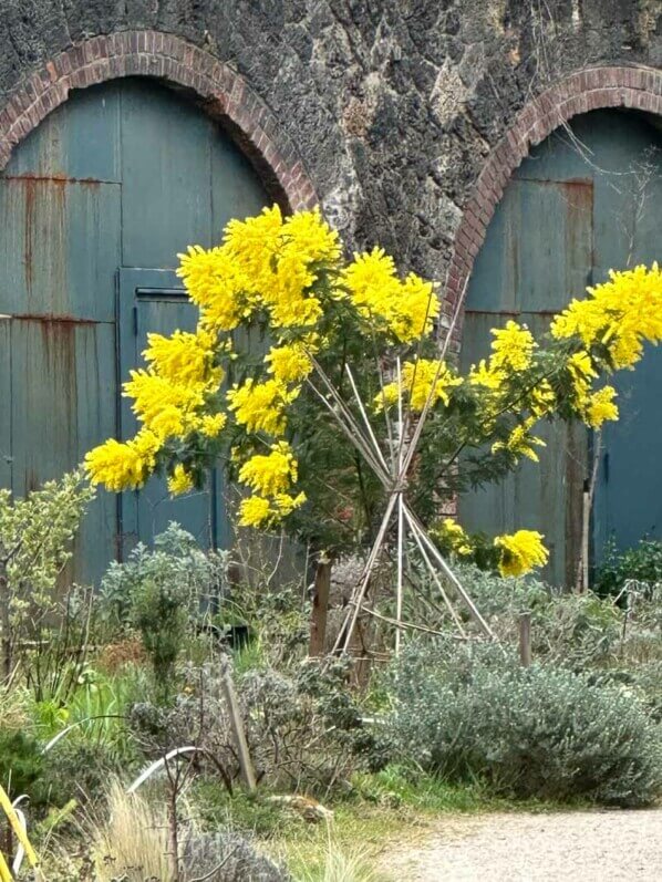 Mimosa fleuri dans le jardin partagé Charmante Petite Campagne Urbaine, en hiver dans Paris, Paris 19e (75)