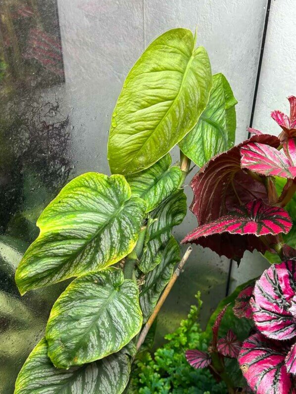 Lire la suite à propos de l’article Bouture réussie du Monstera dubia cultivé en terrarium