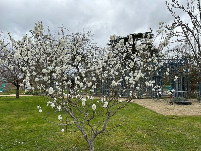 Pêcher Neige, arbre fruitier, Le Printemps des Jardiniers, Domaine de la Grange-Prévôté, Savigny-le-Temple (77)