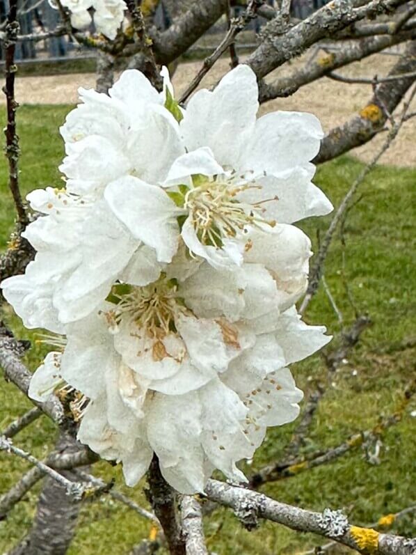 Lire la suite à propos de l’article La belle floraison double du pêcher ‘Neige’, une variété ancienne rare