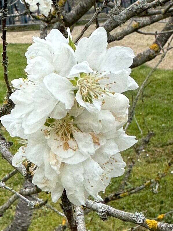 Pêcher Neige, arbre fruitier, Le Printemps des Jardiniers, Domaine de la Grange-Prévôté, Savigny-le-Temple (77)