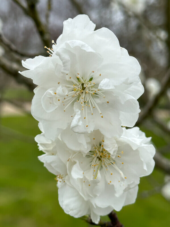 Pêcher Neige, arbre fruitier, Le Printemps des Jardiniers, Domaine de la Grange-Prévôté, Savigny-le-Temple (77)