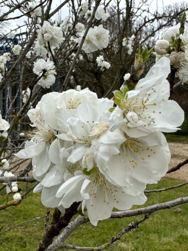 Pêcher Neige, arbre fruitier, Le Printemps des Jardiniers, Domaine de la Grange-Prévôté, Savigny-le-Temple (77)