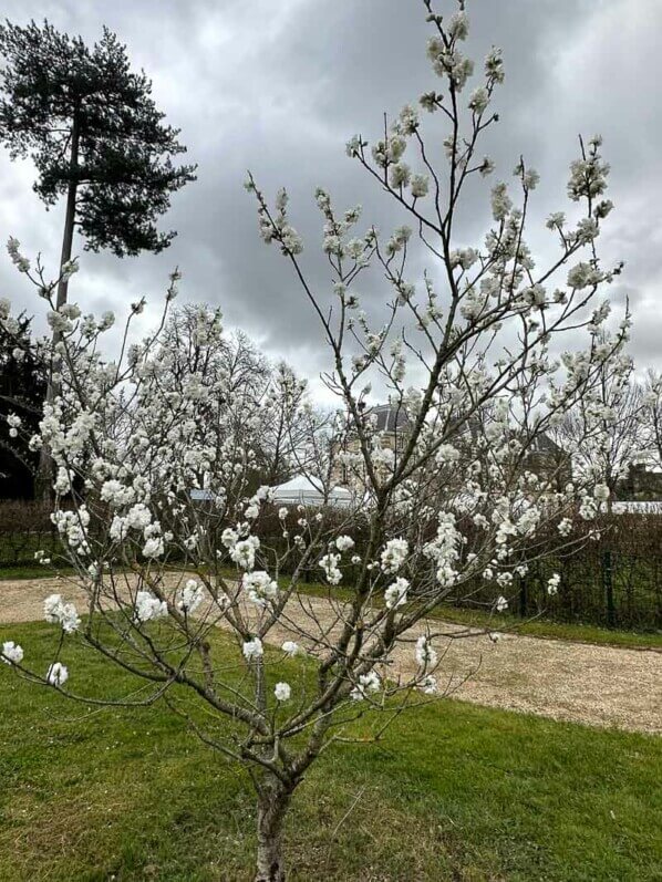 Pêcher Neige, arbre fruitier, Le Printemps des Jardiniers, Domaine de la Grange-Prévôté, Savigny-le-Temple (77)