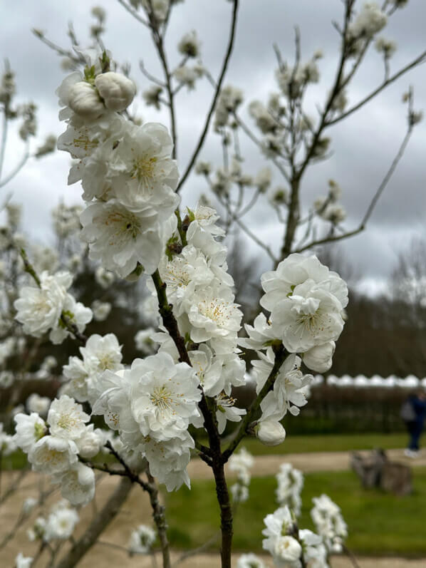 Pêcher Neige, arbre fruitier, Le Printemps des Jardiniers, Domaine de la Grange-Prévôté, Savigny-le-Temple (77)