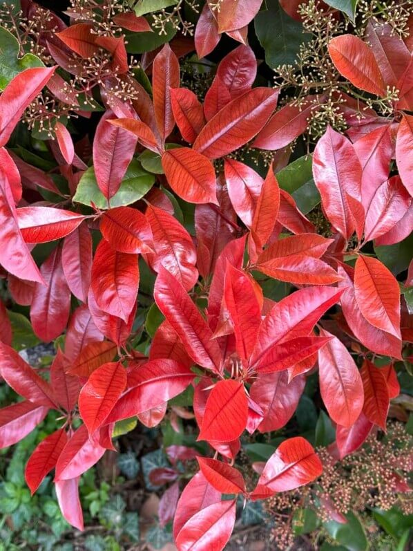 Jeunes pousses rouges d'un photinia au début du printemps dans le parc de la Villette, Paris 19e (75)