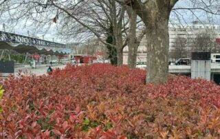 Jeunes pousses rouges d'une haie de photinias au début du printemps dans le parc de la Villette, Paris 19e (75)