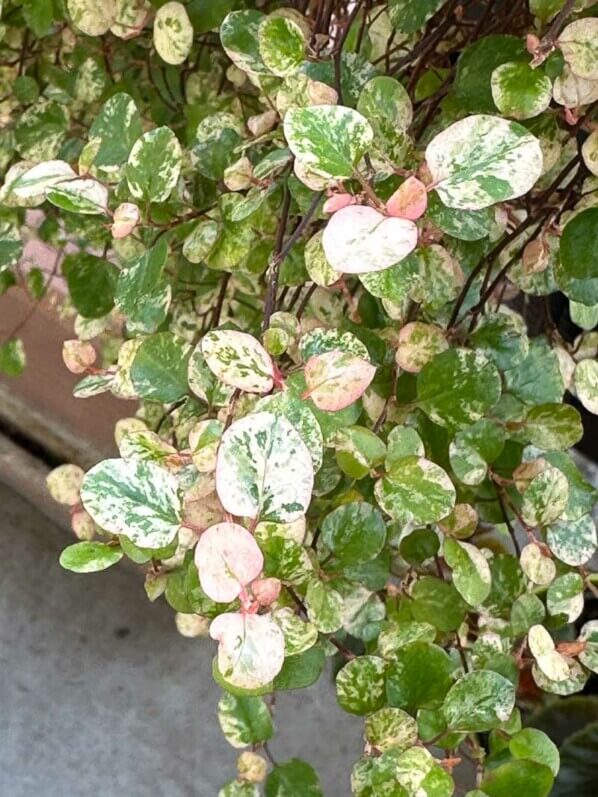 Pseudanthus tasmanicus ‘Radiance’ au début du printemps sur mon balcon parisien, Paris 19e (75)