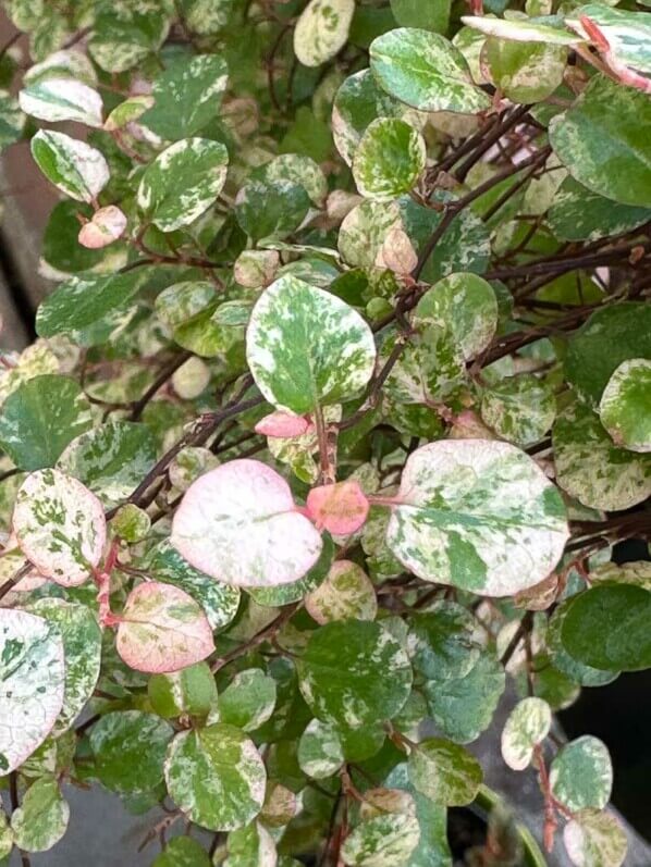 Pseudanthus tasmanicus ‘Radiance’ au début du printemps sur mon balcon parisien, Paris 19e (75)