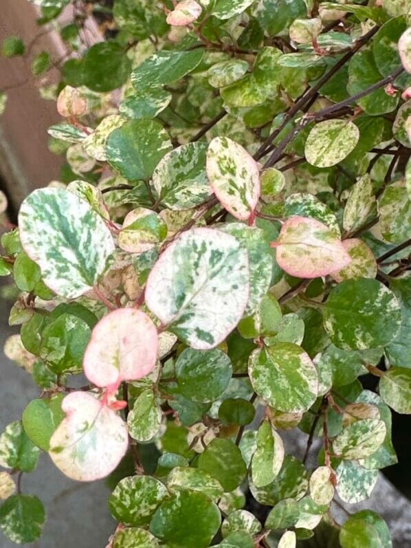 Pseudanthus tasmanicus ‘Radiance’ au début du printemps sur mon balcon parisien, Paris 19e (75)