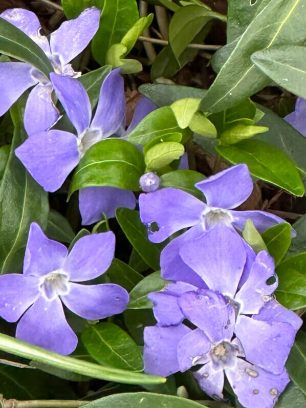 Pervenche mineure, Vinca minor, en fin d'hiver dans le Parc floral, Paris 12e (75)