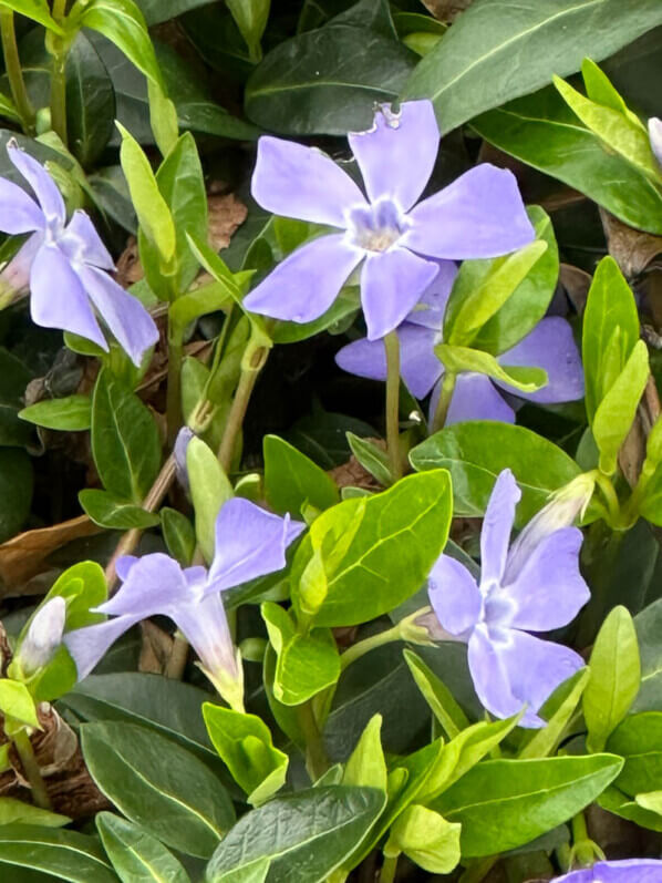 Pervenche mineure, Vinca minor, en fin d'hiver dans le Parc floral, Paris 12e (75)