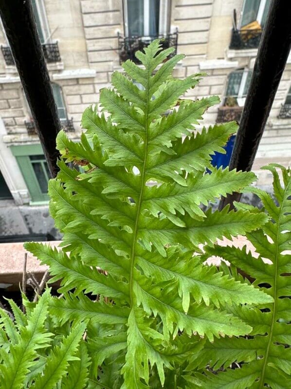 Polypodium cambricum 'Richard Kayse' en hiver sur mon balcon, Paris 19e (75)