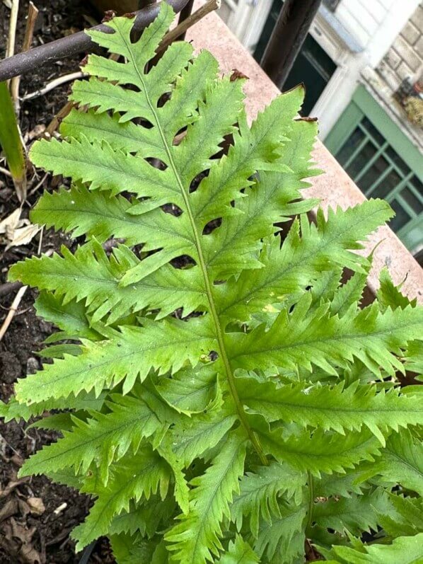 Polypodium cambricum 'Richard Kayse' en hiver sur mon balcon, Paris 19e (75)