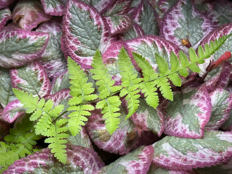 Fougère et Episcia, plante d'intérieur, terrarium, Paris 19e (75)