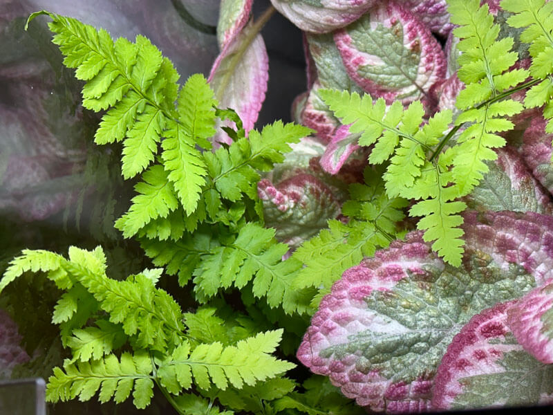 Fougère et Episcia, plante d'intérieur, terrarium, Paris 19e (75)