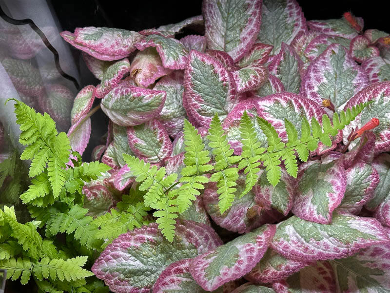 Fougère et Episcia, plante d'intérieur, terrarium, Paris 19e (75)