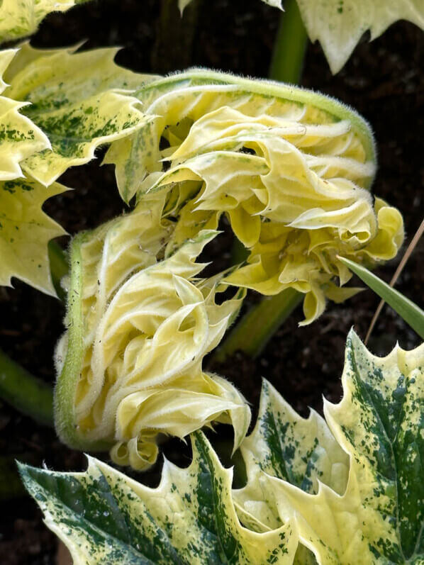 Acanthus mollis ‘Tasmanian Angel’ au début du printemps sur mon balcon parisien, Paris 19e (75)