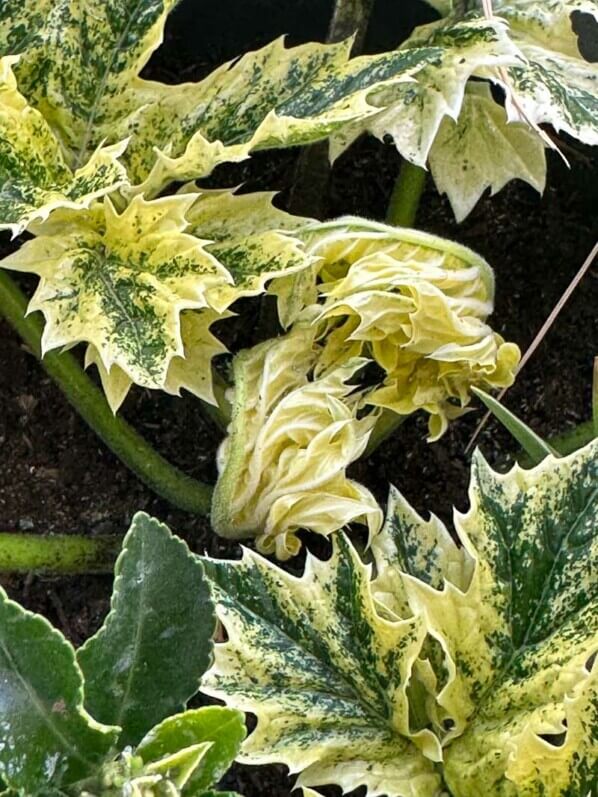 Acanthus mollis ‘Tasmanian Angel’ au début du printemps sur mon balcon parisien, Paris 19e (75)