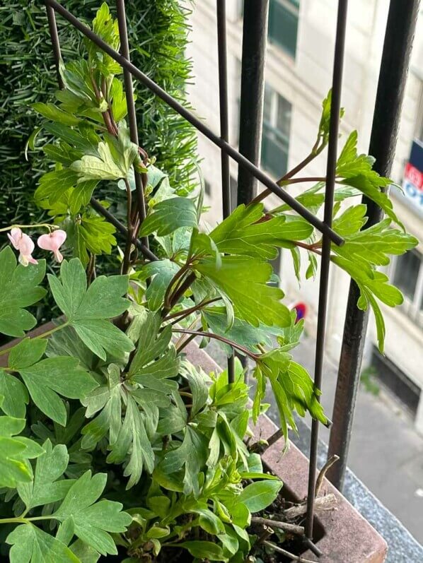 Aconitum austroyunnanense au printemps sur mon balcon parisien, Paris 19e (75)