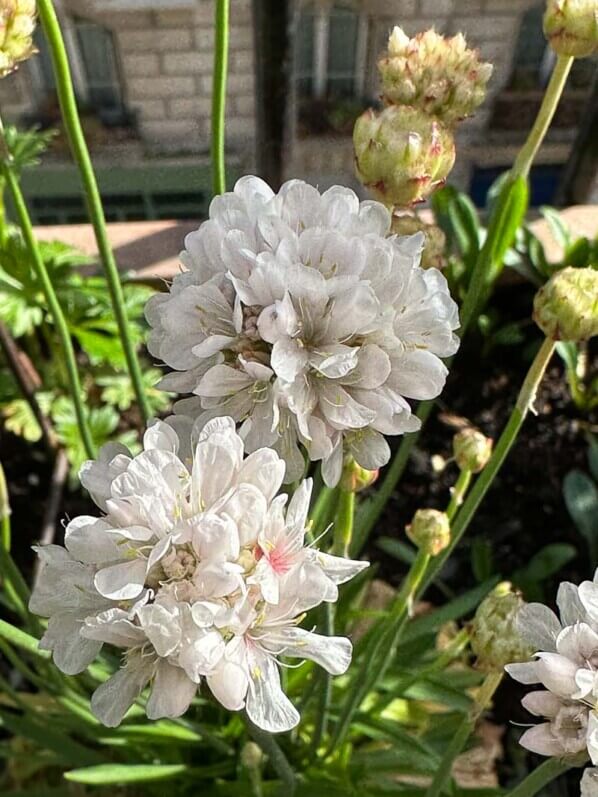 Armeria pseudarmeria Ballerina White au début du printemps sur mon balcon parisien, Paris 19e (75)