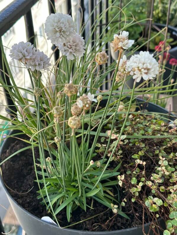 Armeria pseudarmeria Ballerina White au début du printemps sur mon balcon parisien, Paris 19e (75)