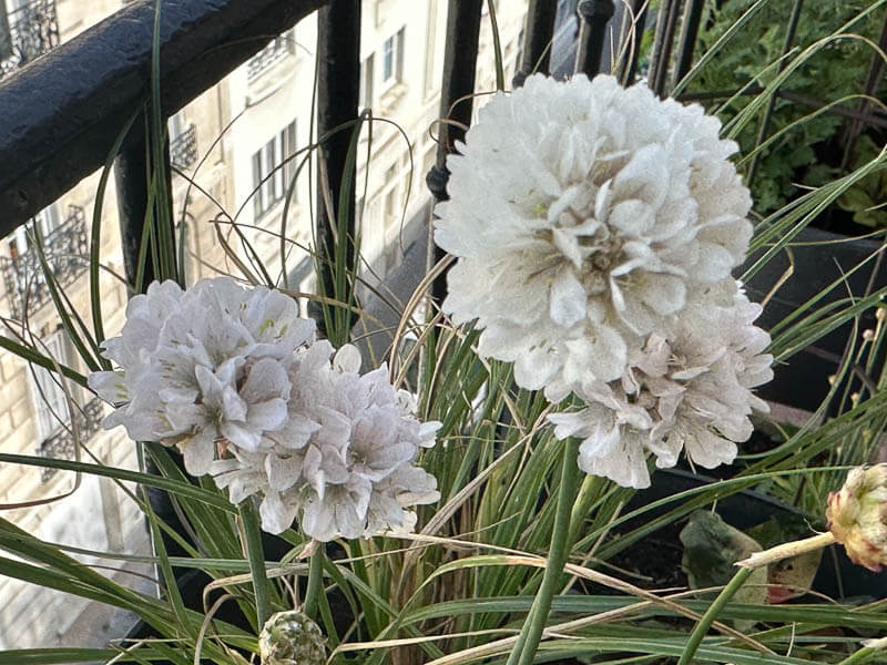 Armeria pseudarmeria Ballerina White au début du printemps sur mon balcon parisien, Paris 19e (75)