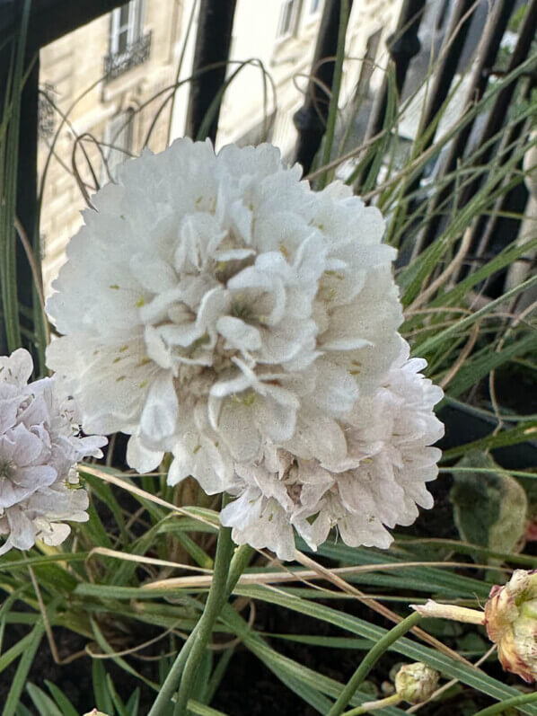 Armeria pseudarmeria Ballerina White au début du printemps sur mon balcon parisien, Paris 19e (75)