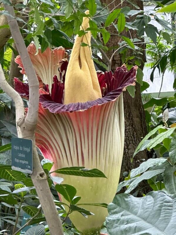 Floraison de l'arum titan dans la grande serre au printemps dans le Jardin des plantes, Paris 5e (75)