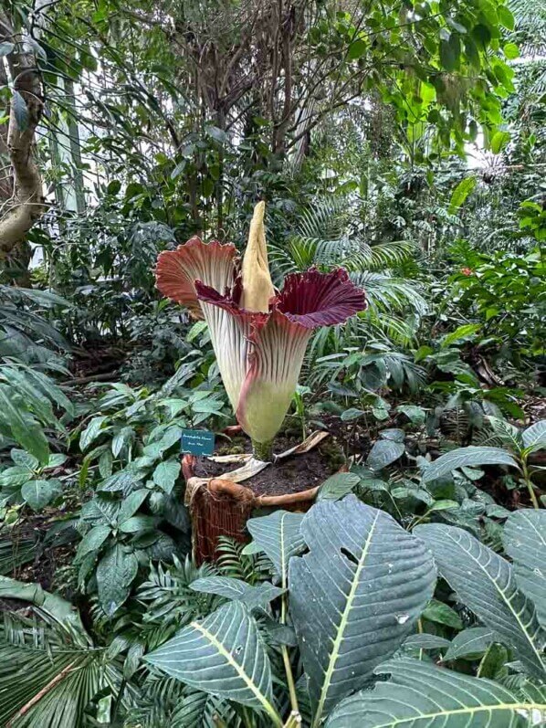 Floraison de l'arum titan dans la grande serre au printemps dans le Jardin des plantes, Paris 5e (75)