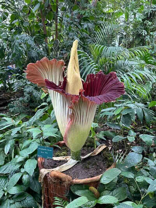 Floraison de l'arum titan dans la grande serre au printemps dans le Jardin des plantes, Paris 5e (75)